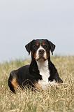 GRAND BOUVIER SUISSE 077